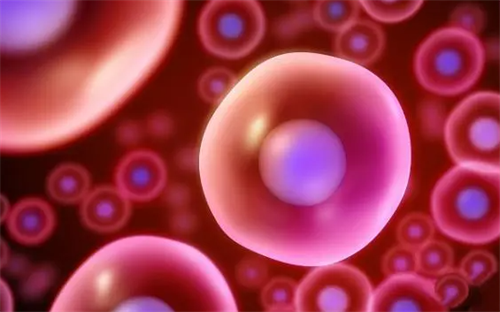 剖析在上海做供卵试管的成功率！2025上海供卵试管成功率高不高