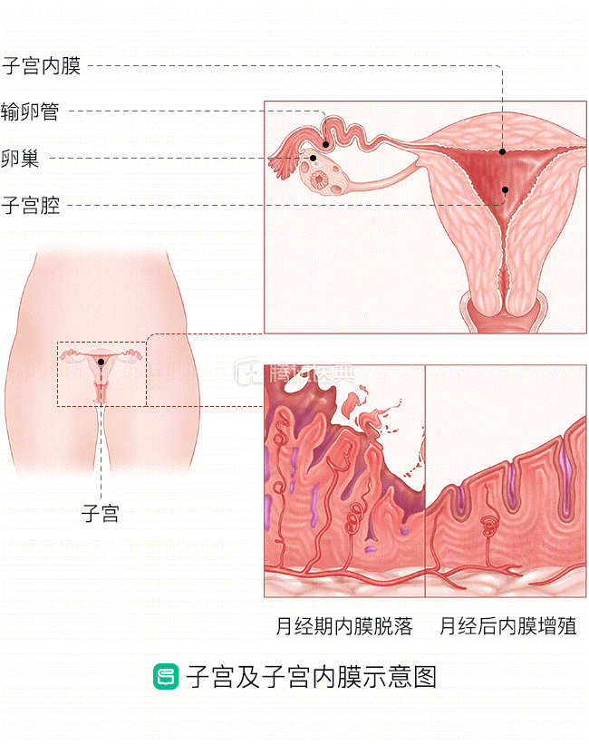 试管经期检查哪些项目,试管月经期检查项目 移植冻胚怎么算末次月经期