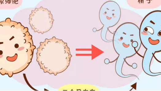 子宫腺肌症对试管婴儿的影响一览！调整心态有助于试管成功