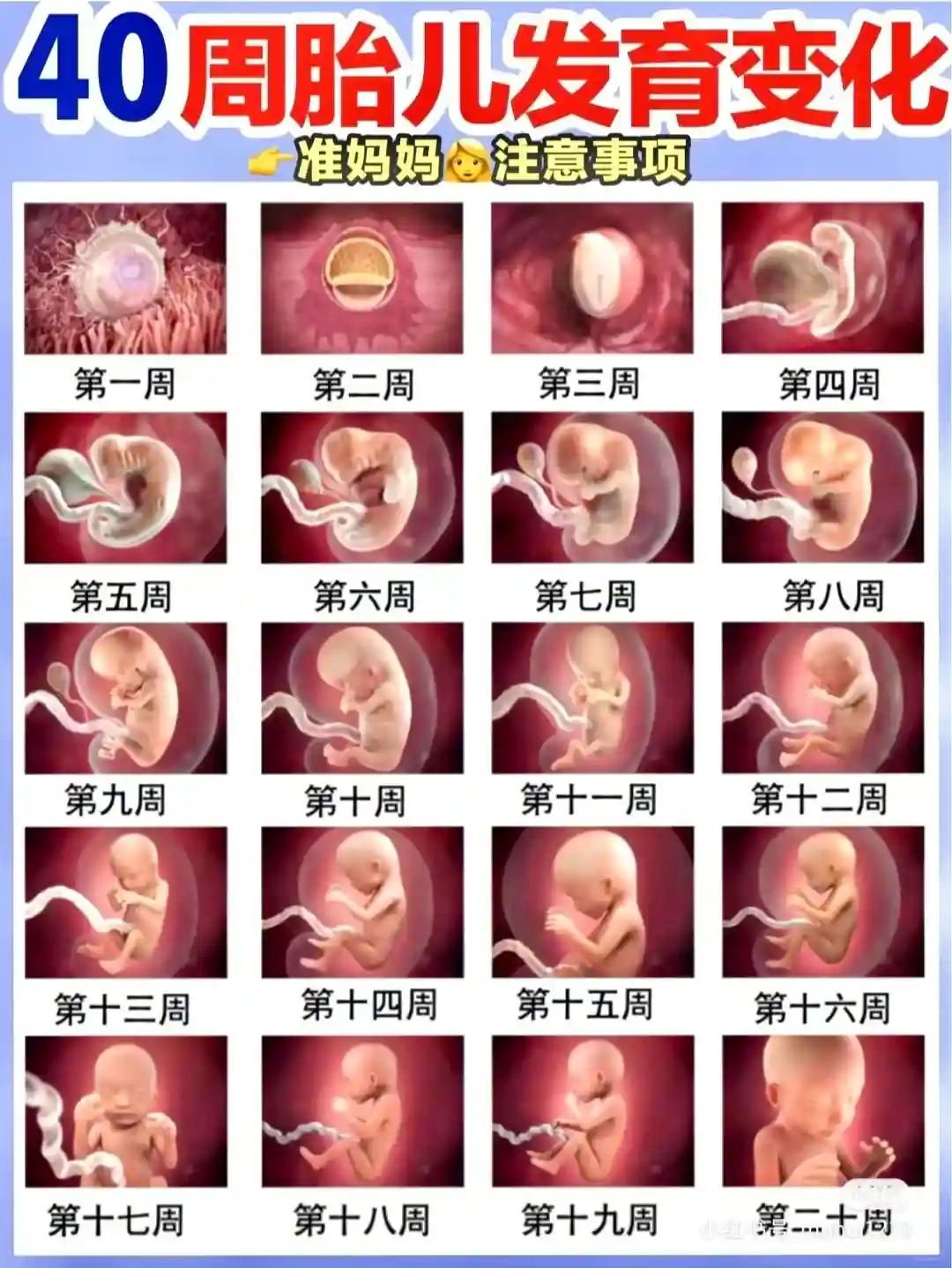 孕期胎儿发育 孕期加餐食物