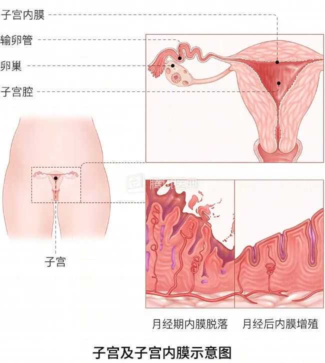月经期间能吃枸杞粥吗女性经期应该注意什么 月经期孕酮0.33