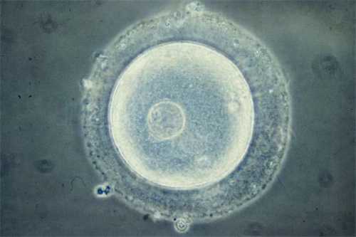 试管移植囊胚的成功率更高吗？养囊是否适合所有试管人群