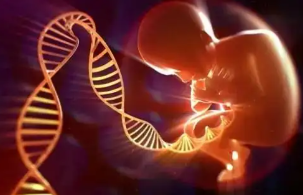 试管婴儿养囊胚会有哪些风险？养囊过程中或造成胚胎损伤