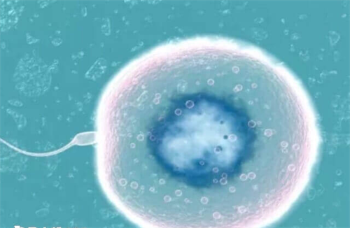 2025南昌供卵试管服务解析：费用、医院选择与流程指南！