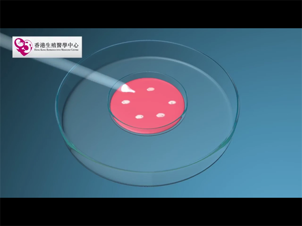 三代试管婴儿囊胚等级解读！附核心概念与评估指南