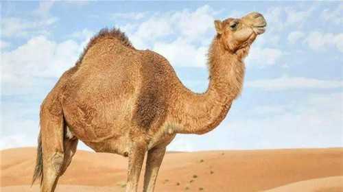 三代试管冷冻囊胚：提升生育成功的关键路径