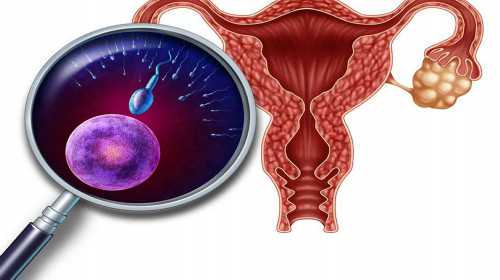 泰国供卵试管婴儿指南：费用解析与成功率探讨